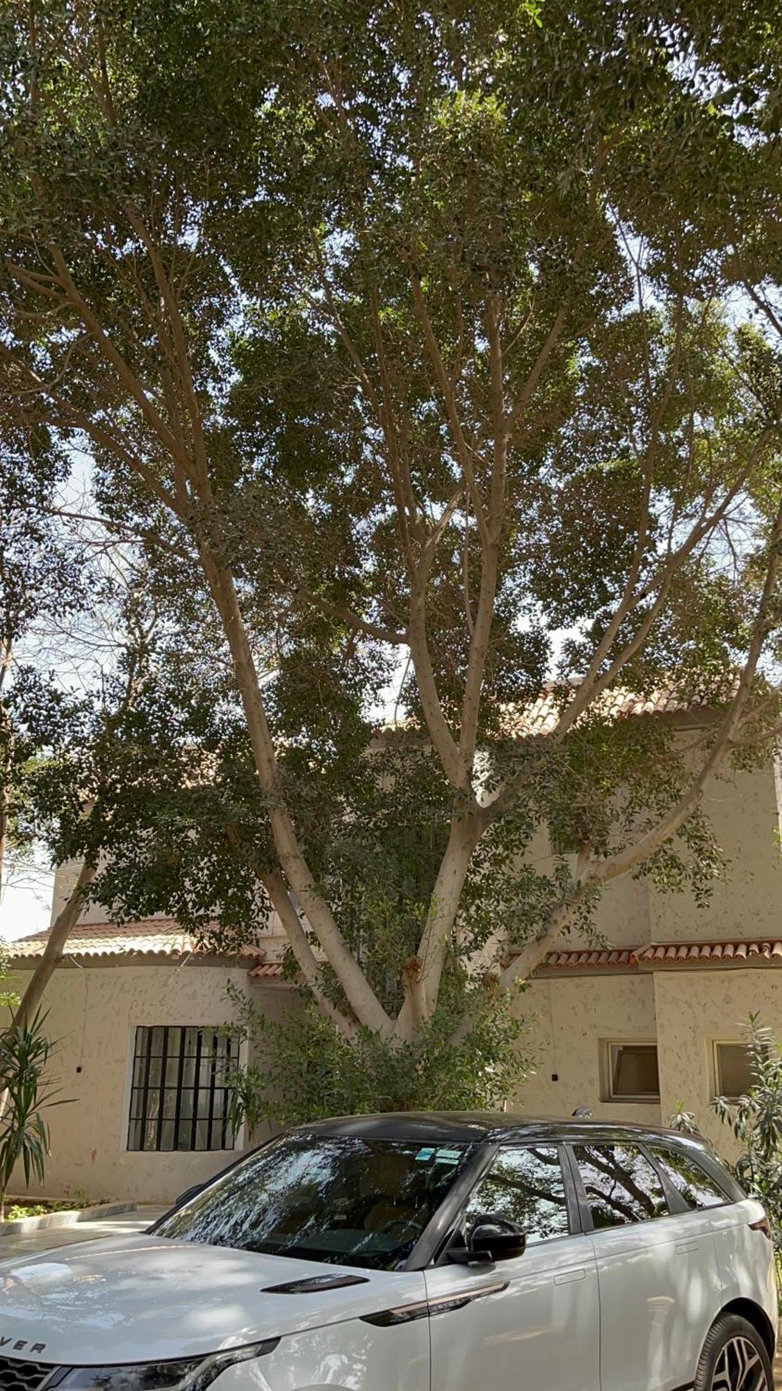 Villa By The Pyramids Кайро Екстериор снимка